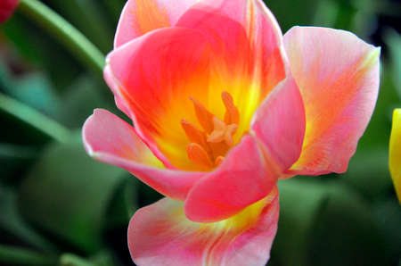 Flowers on the dacha, macro.の写真素材