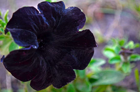 Flowers on the dacha, macro.の写真素材