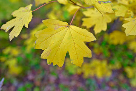 Autumn foliage is the beautiful fall colors of nature. Decorating trees every year.