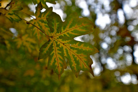 Autumn foliage is the beautiful fall colors of nature. Decorating trees every year.