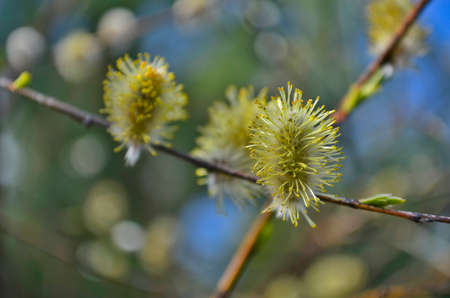 Beautiful spring forest flowers. Nature wakes up after winter.