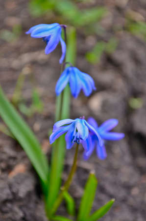Beautiful spring forest flowers. Nature wakes up after winter.