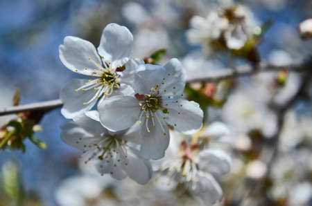 Young buds of a blossoming cherry tree.
