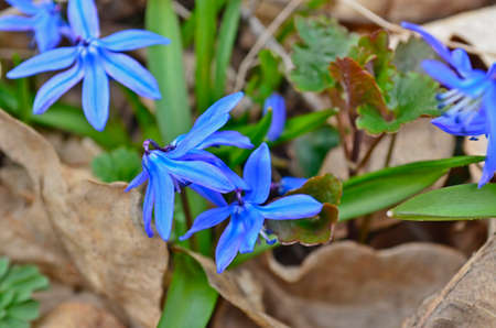 First spring forest flowers after snow.