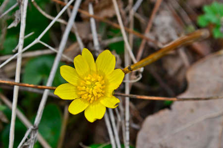 First spring forest flowers after snow.