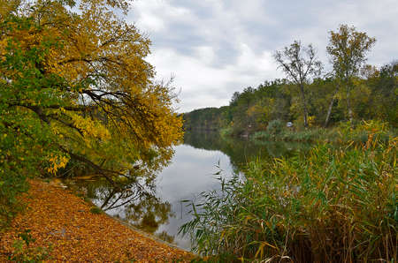 Autumn cold river in the forest during the rain.の写真素材