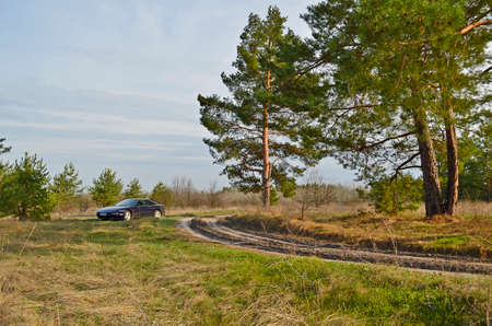 Ukraine, Novomoskovsk 04.11.2021. Beautiful sports car Ford Probe 2 in a pine forest.のeditorial素材
