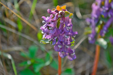 The first spring flowers after the snow melts.の写真素材