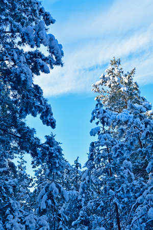 Beautiful, fabulous snowy forest on a clear day.