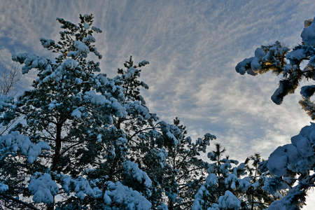 Beautiful, fabulous snowy forest on a clear day.の写真素材