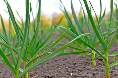 Young shoots of garlic. Garlic is a perennial herbaceous plant; a species of the genus Onion of the Amaryllis subfamily of the Onion subfamily, was previously placed in an independの写真素材