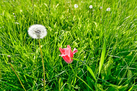 The entire suburban area of the lawn is dotted with thousands of dandelions.