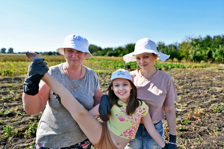 Women grandmother, daughter and granddaughter collect autumn potato harvest. Eastern Ukraine.の写真素材