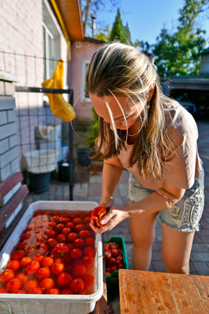 On a warm autumn day, a granddaughter helps her mother and grandmother prepare tomatoes for the winter. Eastern Ukraine.の写真素材