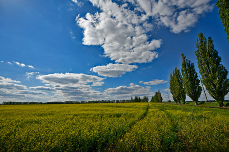 Beautiful forest landscapes of the first days of summer. Banks of a forest river, fields and forest...