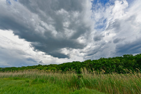 Beautiful forest landscapes of the first days of summer. Banks of a forest river, fields and forest edges.の写真素材