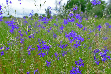 Wildflowers are wild plants that grow in natural conditions, most often in open spaces.の写真素材