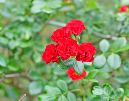 Rose is a collective name for species and varieties of representatives of the genus Rosa, cultivated by humans and growing in the wild.の写真素材