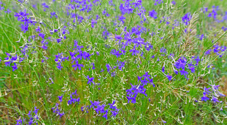 Wildflowers are wild plants that grow in natural conditions, most often in open spaces.の写真素材