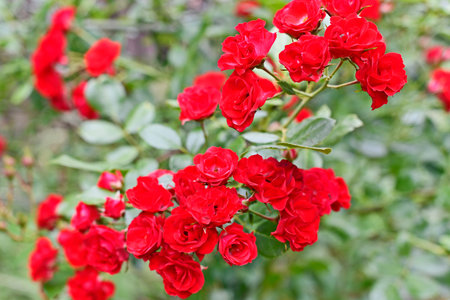 Rose is a collective name for species and varieties of representatives of the genus Rosa, cultivated by humans and growing in the wild.の写真素材