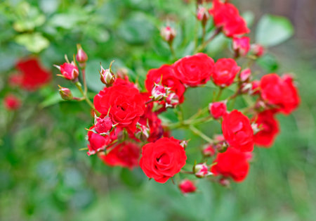 Rose is a collective name for species and varieties of representatives of the genus Rosa, cultivated by humans and growing in the wild.の写真素材