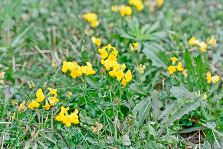 Wildflowers are wild plants that grow in natural conditions, most often in open spaces.の写真素材