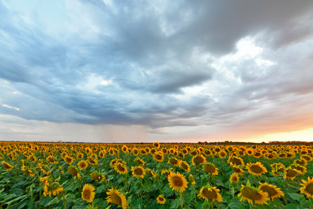 Beautiful summer landscape after a summer shower, sunflower field at sunset. Ukraine, Dnipropetrovsk region.の写真素材