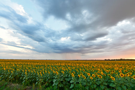 Beautiful summer landscape after a summer shower, sunflower field at sunset. Ukraine, Dnipropetrovsk region.の写真素材