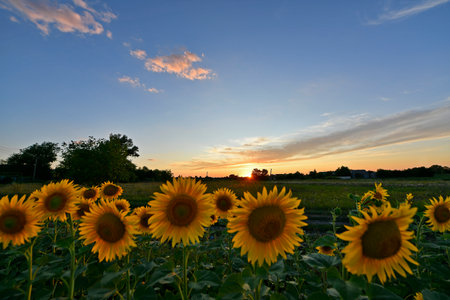 Beautiful rural landscapes, on a sunflower field in the evening at sunset. Eastern Ukraine, the village of Korolevka.の写真素材