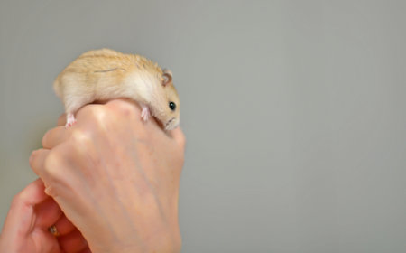 Djungarian and Syrian hamsters at the table with their human owners.の写真素材