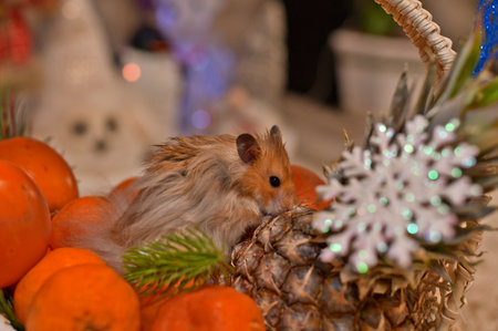 Djungarian and Syrian hamsters at the festive table with their human owners.