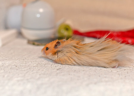 Djungarian and Syrian hamsters celebrate Christmas and New Year at the festive table with their human owners.の写真素材