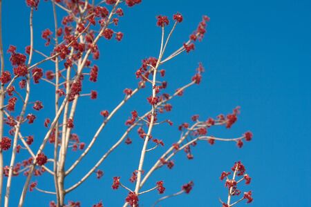 Red buds from trees in a blue sky の写真素材