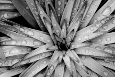 Close up of a colorless flower with raindropsの写真素材