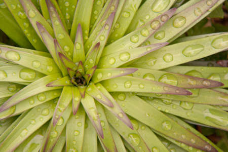 Close up of a green and purple flower with raindropsの写真素材