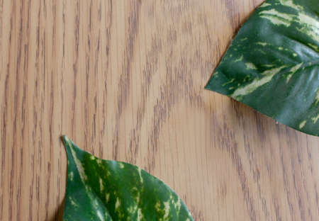 Two green leaves sitting on wood