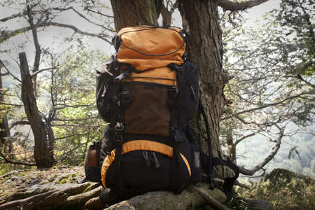 An orange backpack leaning on a tree in the woods