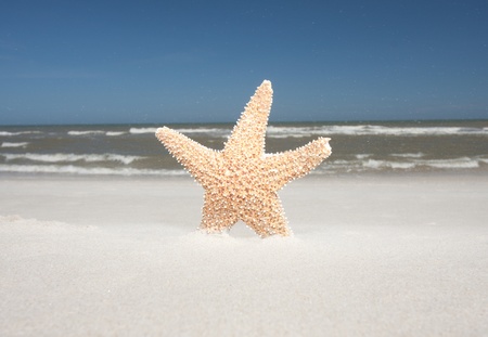 Starfish at the beach on a windy day. Sand blowing in the breezeの写真素材