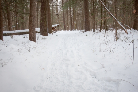 A trail in the woods through the snowの写真素材
