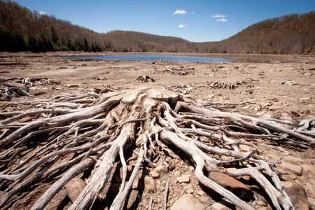 Old driftwood by a lake in the woodsの写真素材