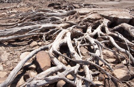 Old driftwood branches on the groundの写真素材