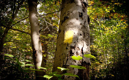 A yellow trail marker painted on a treeの写真素材