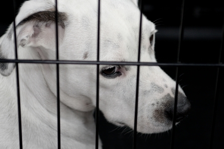 A white dog looking out of a cage