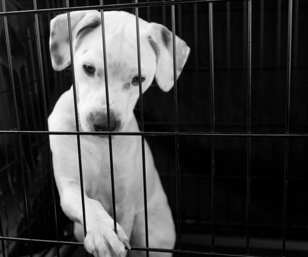 A white dog looking out of a cage with his paw upの写真素材