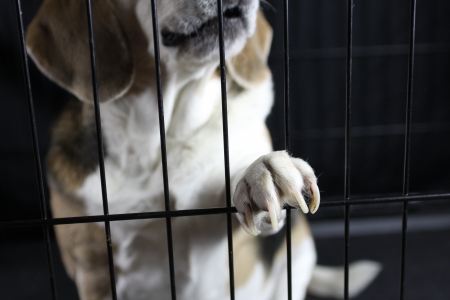 A beagle sitting behind a cage looking out with his paw upの写真素材