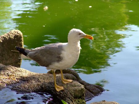 seagull standing at lake              