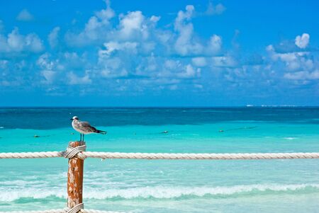 seagull in cancun beachの写真素材