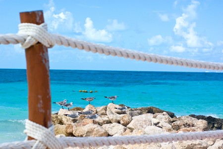 seagulls in cancun caribbean holidays beachの写真素材