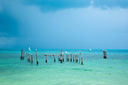 sea gulls in the cancun seaの写真素材