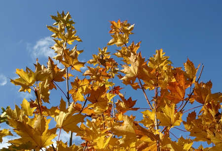 Yellow maple leaves on a background of the sky